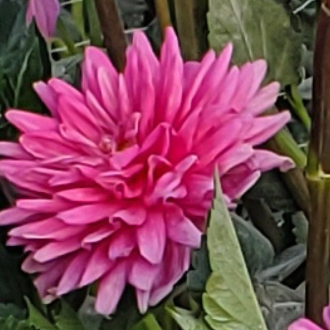 Unnamed Tall Pink Waterlily