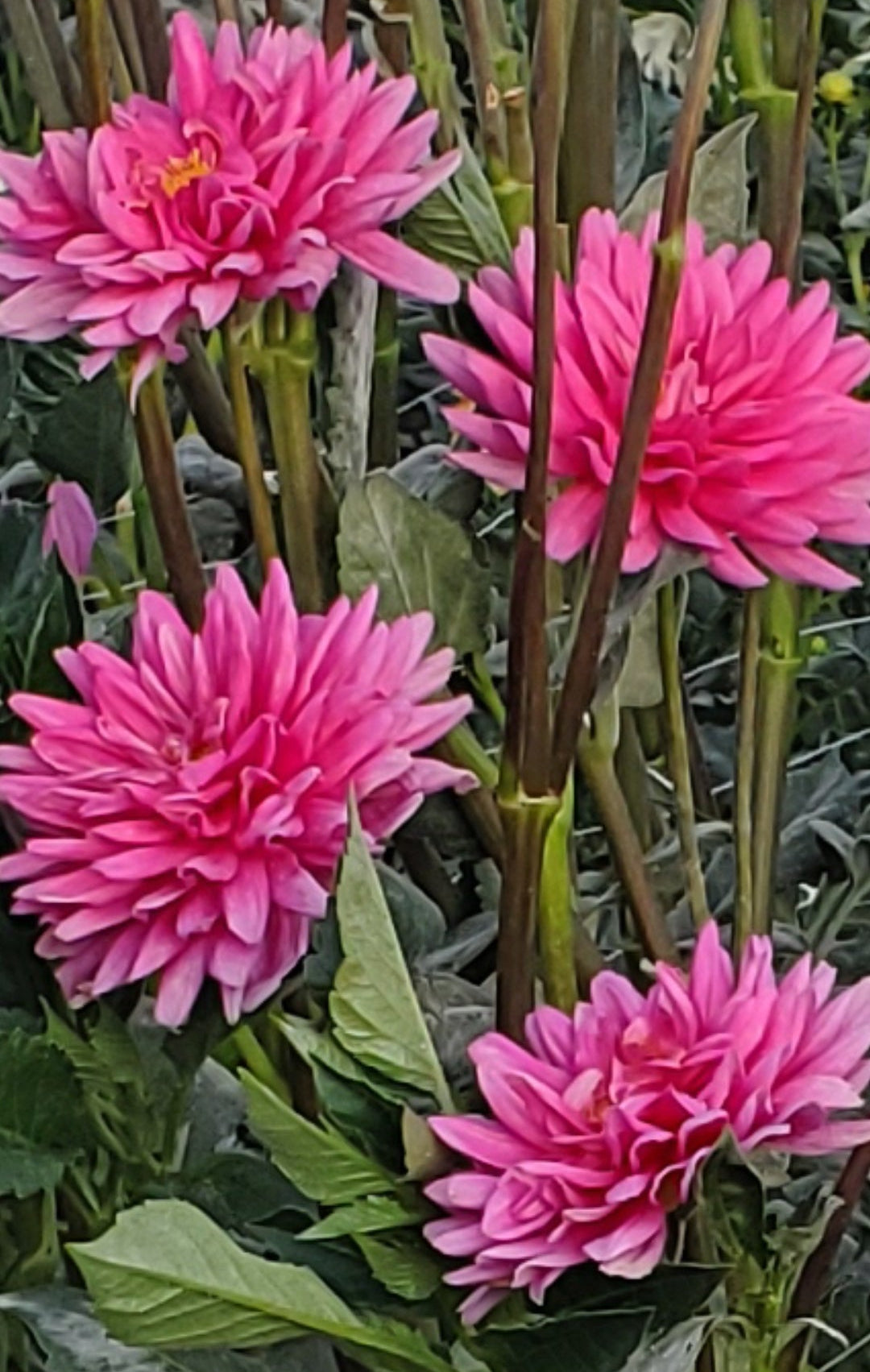 Unnamed Tall Pink Waterlily