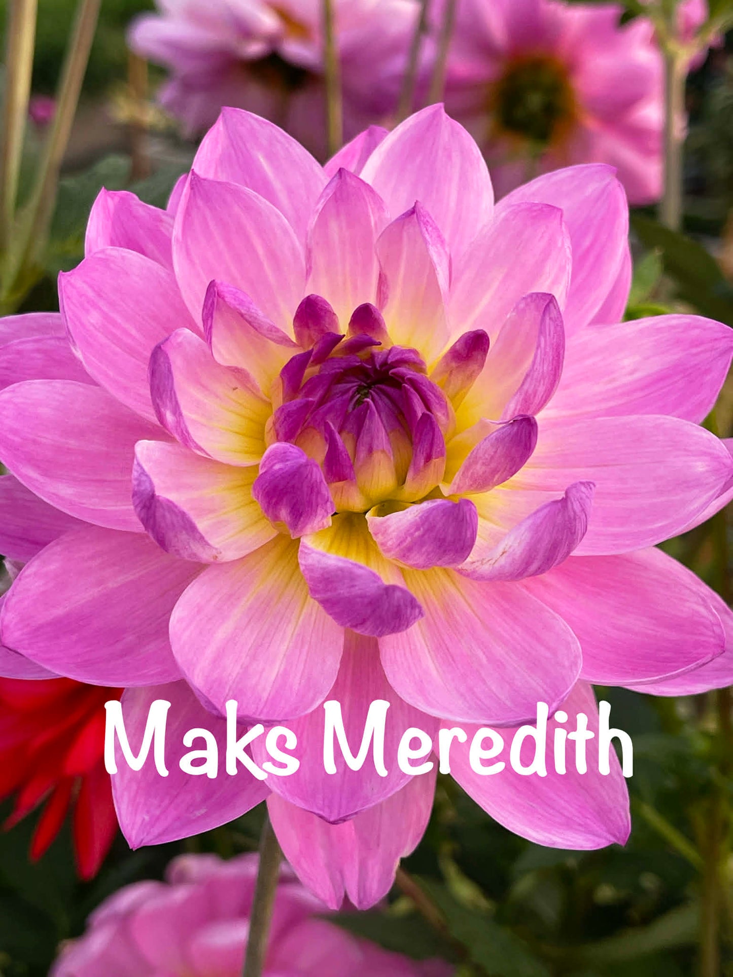 Maks Meredith